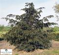 Taxus baccata